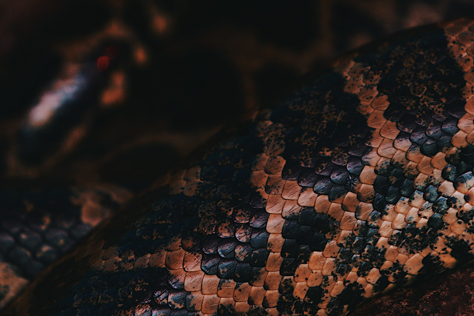 Warm bronze and black snake scales in macro under low light